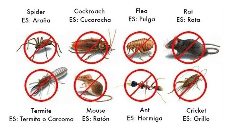 Plaga y Jardin — Pest Control