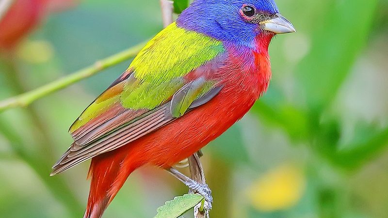 Birding in Mexico — Birds of Paradise Tour
